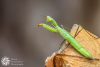 /album/makro-macro/smiren-ubiets-humble-killer-jpg1/